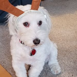 Meet your Posher, Susan